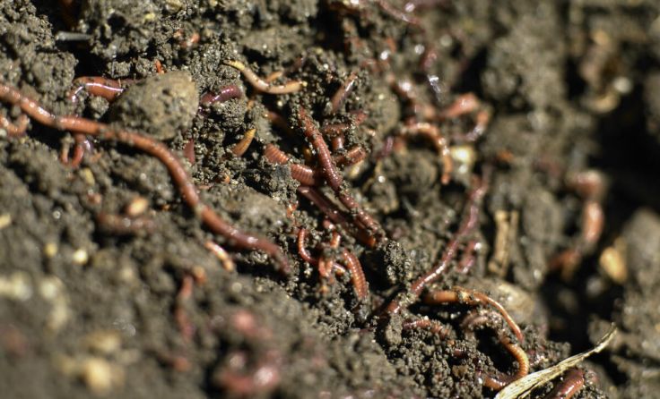 Gesunder Boden mit vielen Regenwürmern (Foto: Alexander Haiden/Natur im Garten)