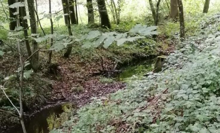 Trauerspaziergang entlang des Blindbaches (Foto: Privat)