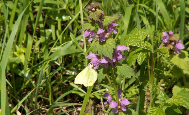 Zitronenfalter auf Taubnessel (Foto: Bernhard Haidler)