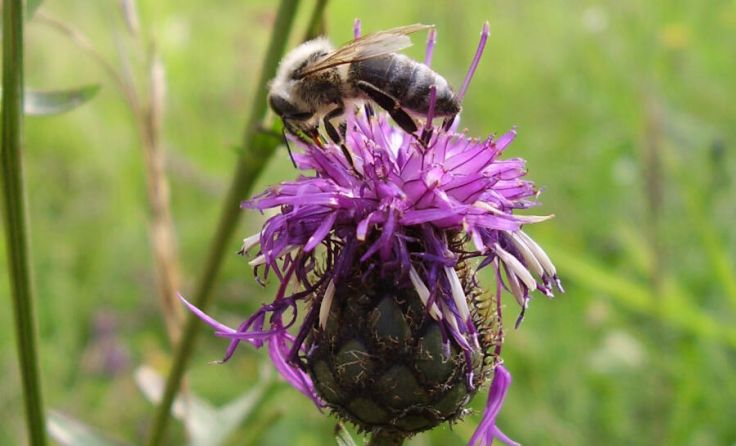 Eine Biene ist auf einer Flockenblume gelandet. (Foto: Bernhard Haidler)