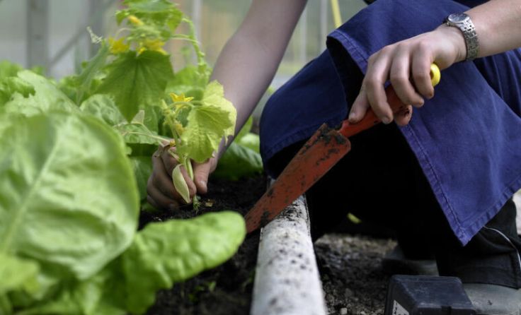 NIG 84 Schaugarten LFS Unterleiten (Foto: Alexander Haiden)