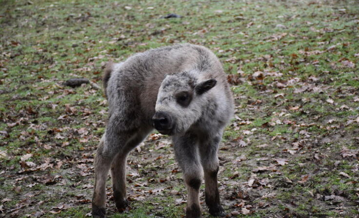 Bisonkalb (Foto: Herbert Stoschek)