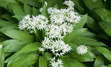 Wildkräuter als Superfood entdecken beim Kräutertreff in St. Marien