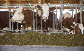 Landwirtschaft im Bezirk Kirchdorf setzt auf Vielfalt und Qualität