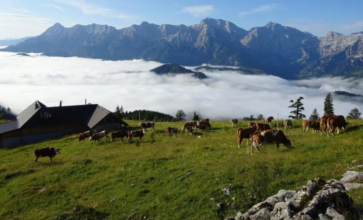 Morgenstimmung auf der Ahornfeldalm (Foto: W. Nordmeyer)