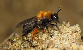 Freiwillige für Naturschutzaktion in der Pleschinger Sandgrube gesucht