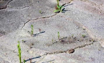 Dürre im Bezirk Perg: Niedriger Wasserstand gefährdet Fische