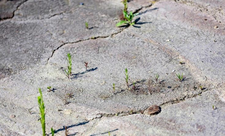 Sichtbare Auswirkungen der anhaltenden Trockenheit (Foto: OÖN/Volker Weihbold)