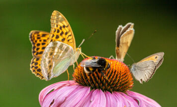 Tips-Leserfoto: Gipfeltreffen auf der Echinacea in Klam