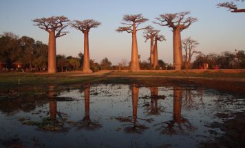 Reisevortrag: Madagaskar - Insel der Lemuren