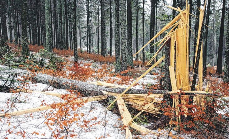 Nicht alle Bäume widerstanden den Winden von Sturmtief Herwart. Foto: GEPA