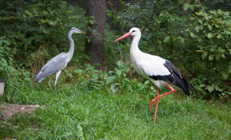 Graureiher Ivan und Storchendame Susi