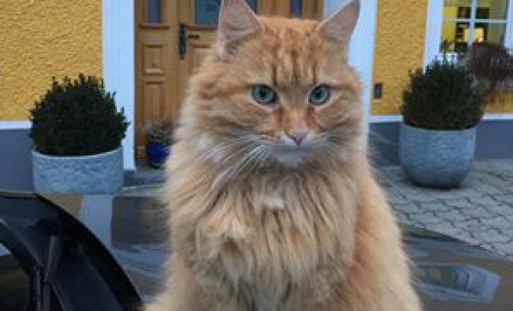 Kater "Tiger" ist entlaufen