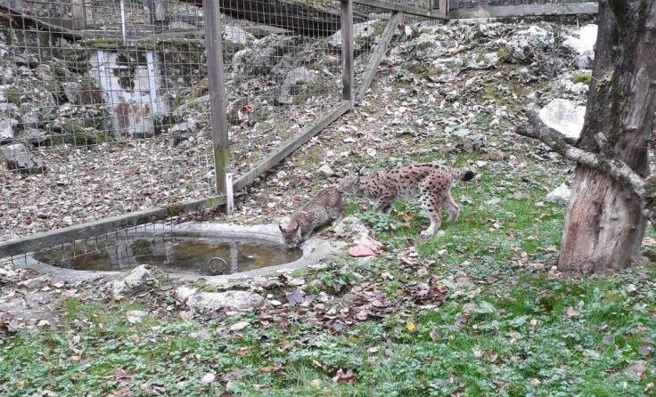 Die Luchse befinden sich derzeit im Tierpark Haag