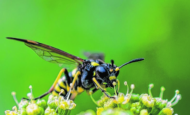 Trotz ihres schlechten Rufes sind Wespen nicht aggressiv. (c) Radka Schöne/www.pixelio.de