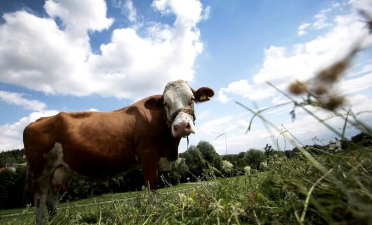Eine Kuh stieß den Pfarrer gegen die Brust, er stürzte wenige Meter ab. Foto: vowe