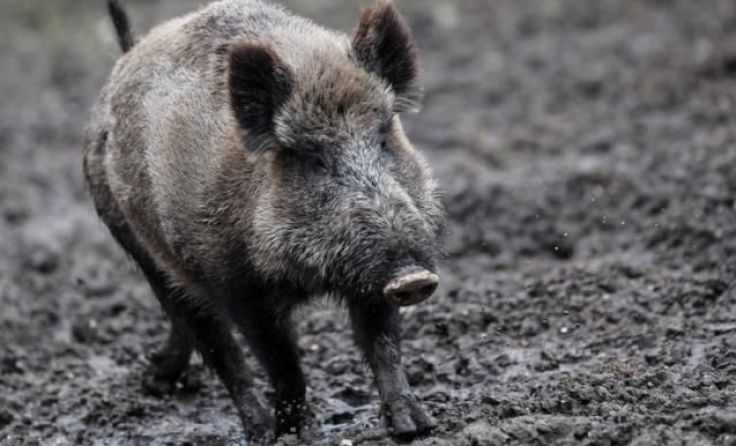 Auf „Normzustand“ zurückgegangen ist die Zahl der Wildschweine im Bezirk. &copy; Weihbold 