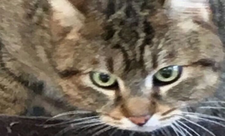 Kater Simba (4) ist grau getigert und kastriert.