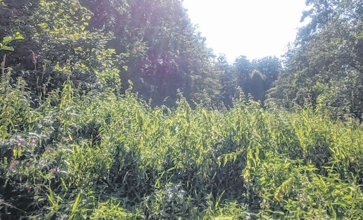 Das verwilderte Grundstück ist ein interessantes Biotop für Vögel und Amphibien.