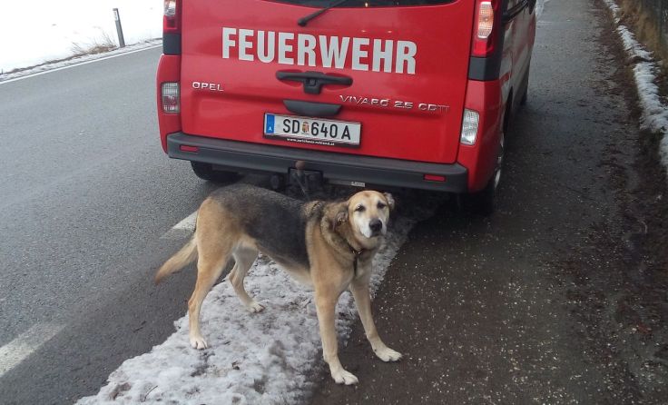 Kira ist endlich wieder zu Hause. Foto: FF Andorf