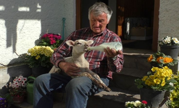 Liebevoll zieht der Schärdinger Gerhard Loidold das Lämmchen auf.