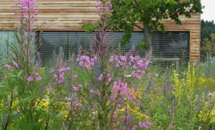 Bienenweiden machen Mensch und Tieren eine Freude. Foto: Kumpfmüller