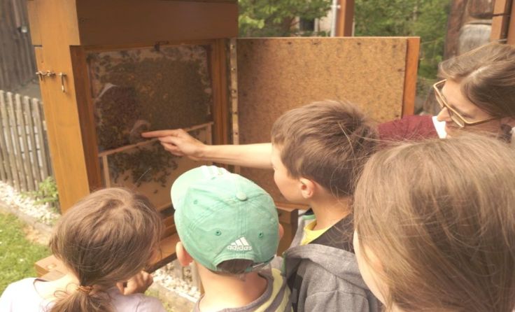 Die Kids besuchen die Bienen im Schaustock. Foto: Volksschule Riedau