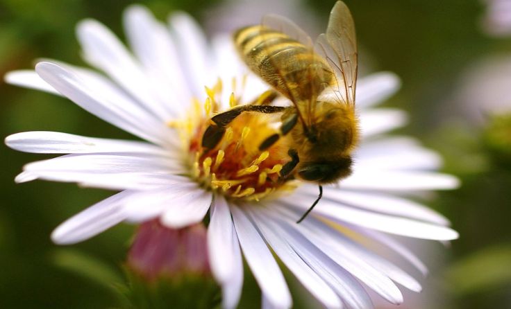 Viele Bienenarten kämpfen ums Überleben. Symbolfoto: Wodicka