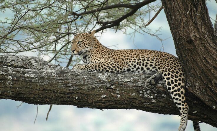 Diesen prächtigen Leoparden hat Wolfgang Kunstmann in Tansania fotografiert.