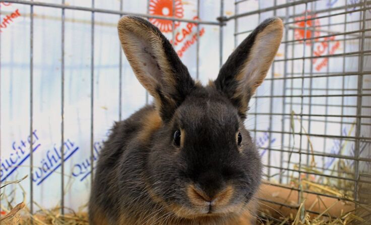 Am 26. und 27. März lädt der Kleintierzuchtverein zur Osterschau ein.