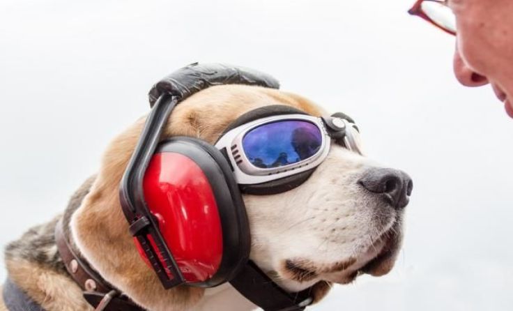 Coole Aufnahme: Hund mit Hundebrille und Kopfhörer Foto: Voglsperger 