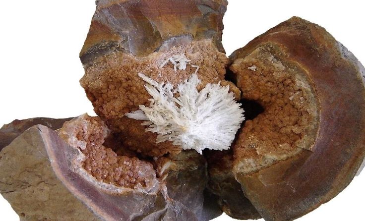 Septarie Aragnonit vom Gschliefgraben