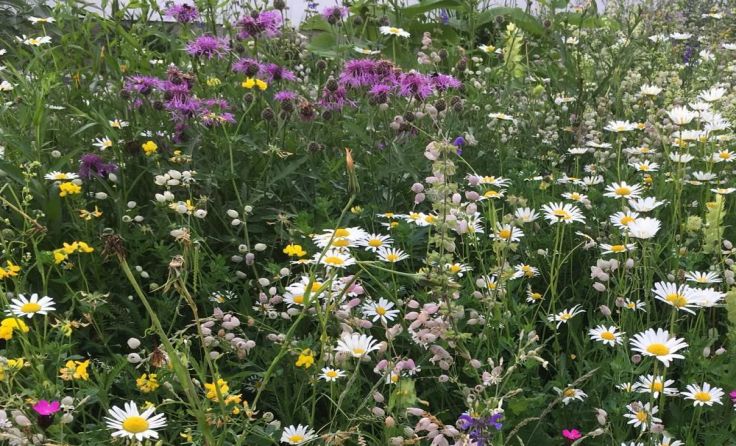 Im Hof gedeihen eine Blumenwiese, Bienenweide und Wildstaudengarten.