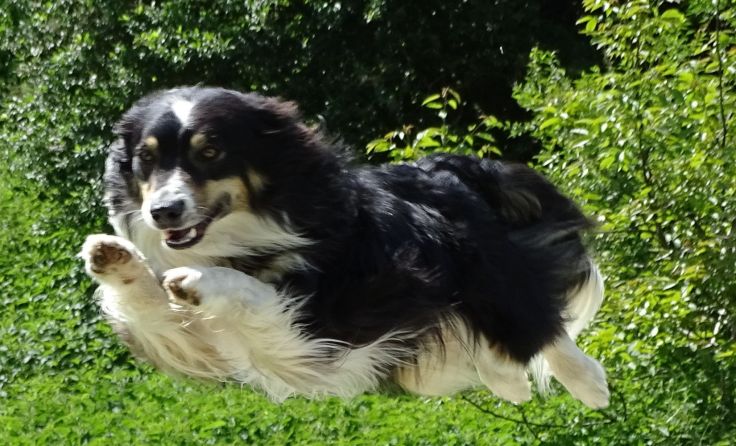 Das Training macht den Hunden Spaß. Foto: privat