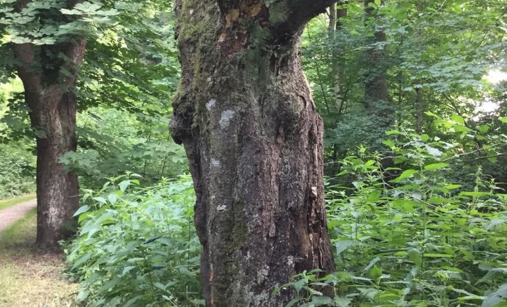 Wanderung durch den Stadtpark Foto: privat