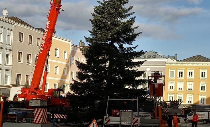 Der Christbaum wurde am 17. November am Hauptplatz aufgestellt. Foto: Tips /Tarabic