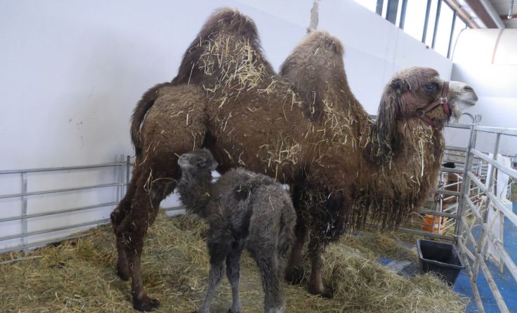 Das Kamelbaby ist erst wenige Tage alt. Foto: privat