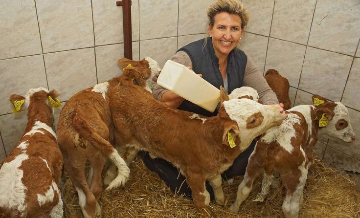 Margit mit ihren Kälbern Foto: Litzlbauer