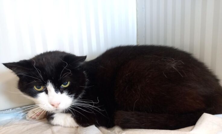 Der Kater wurde in der Tierklinik versorgt. (Foto: privat)