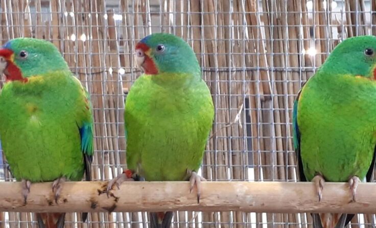 Auch Ziervögel sind zu sehen. (Foto: privat)