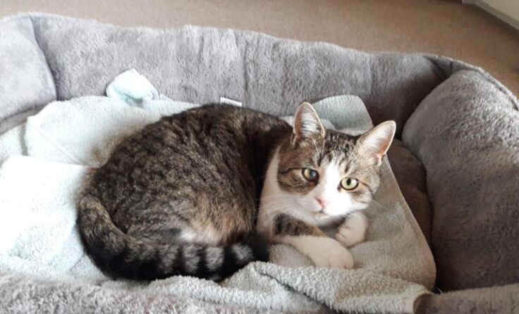 Auch diese Katze darf ihren Lebensabend bei Frau Wöhrer verbringen. (Foto: privat)