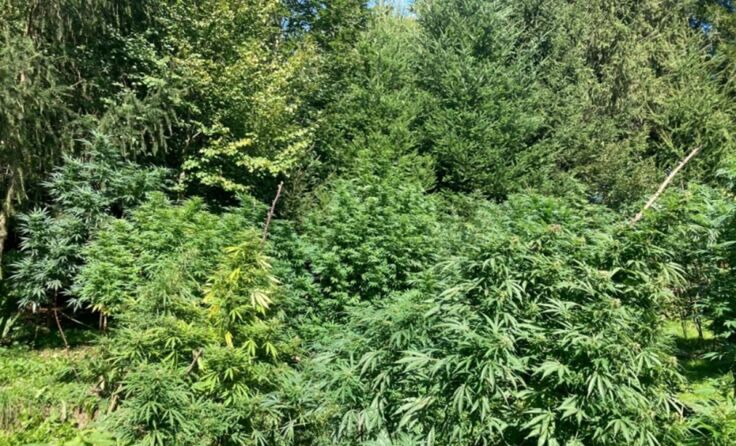 Die Hanfpflanzen im Garten des Innviertlers. (Foto: Polizei Ried)