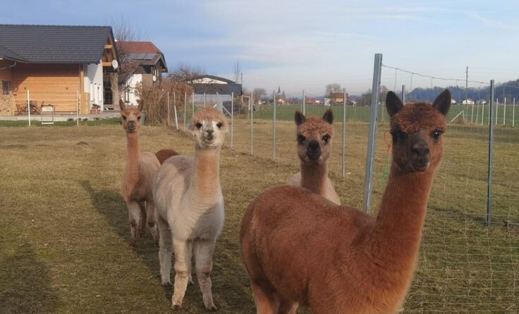 Die Alpakas der Familie Geßl (Foto: privat)