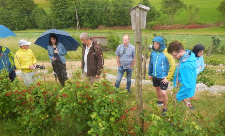 Die ersten Beeren können bereits geerntet werden. (Foto: privat)