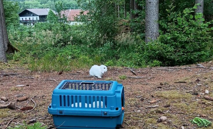 Hier wurden die Kaninchen gefunden. (Foto: Tatzenfreunde)