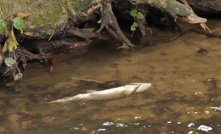 Auf 13 Kilometer Länge sind alle Fische tot. (Foto: Manfred Fesl)