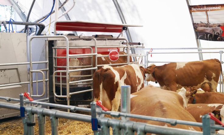 In der neuen Boxanlage werden die Tiere freilaufend präsentiert. (Foto: Lely_freilaufstall)