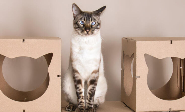 Das Katzenhaus ist ein Wohlfühl- und Rückzugsort. (Foto: Bader-Egger)