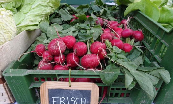 Radieschen liefern wertvolle Mineralien. (Foto: Furthmühle Pram)