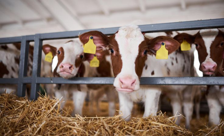 Für mastfähige Kälber werden Spitzenpreise erzielt. (Foto: sandsun/stock.adobe.com)
